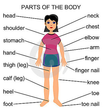 Human Body Parts Vocabulary in Mandarin Chinese